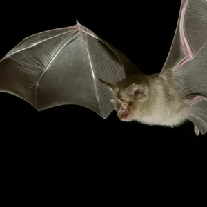 Eine Fledermaus im Flug bei Nacht