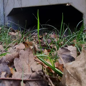 Plastikfrosch vor einem