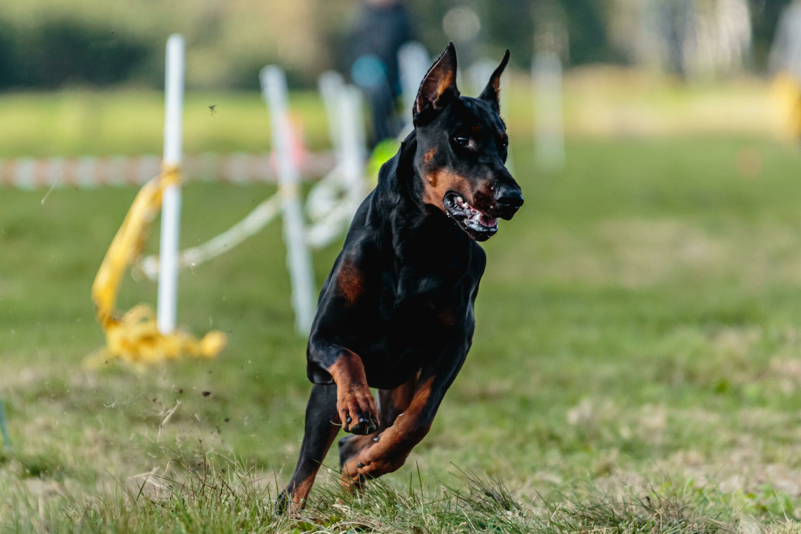 Rennender Dobermann