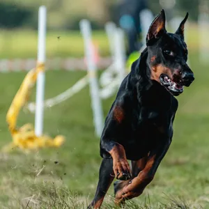 Rennender Dobermann