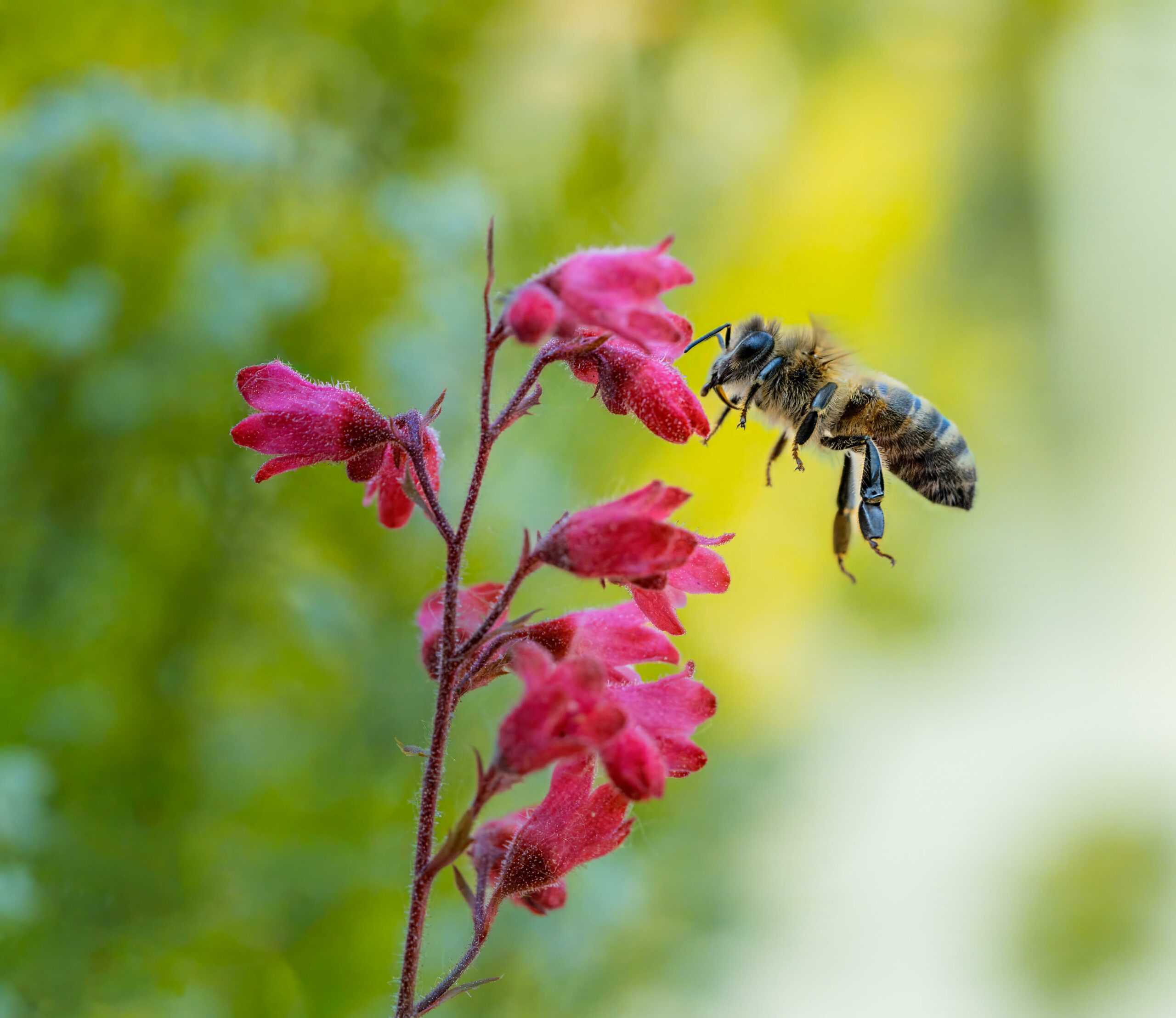 Biene fliegt auf Blüte