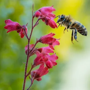Biene fliegt auf Blüte
