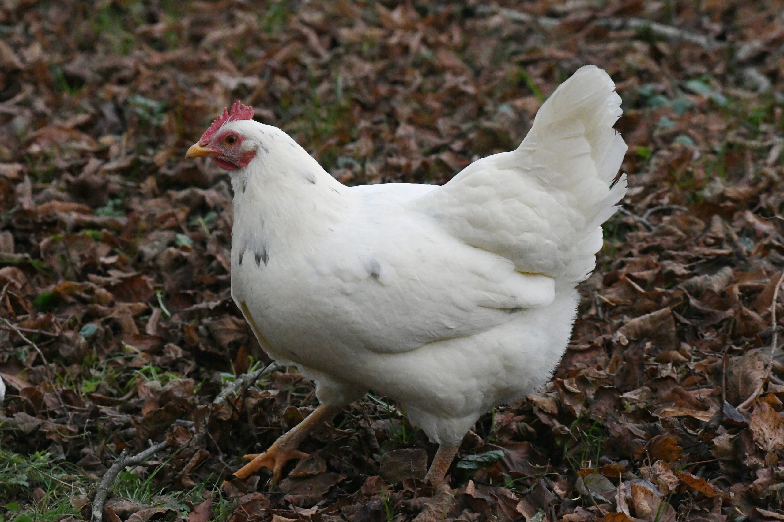 Ein weisses Huhn scharrt am Boden im Laub (Symbolbild)