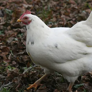 Ein weisses Huhn scharrt am Boden im Laub (Symbolbild)