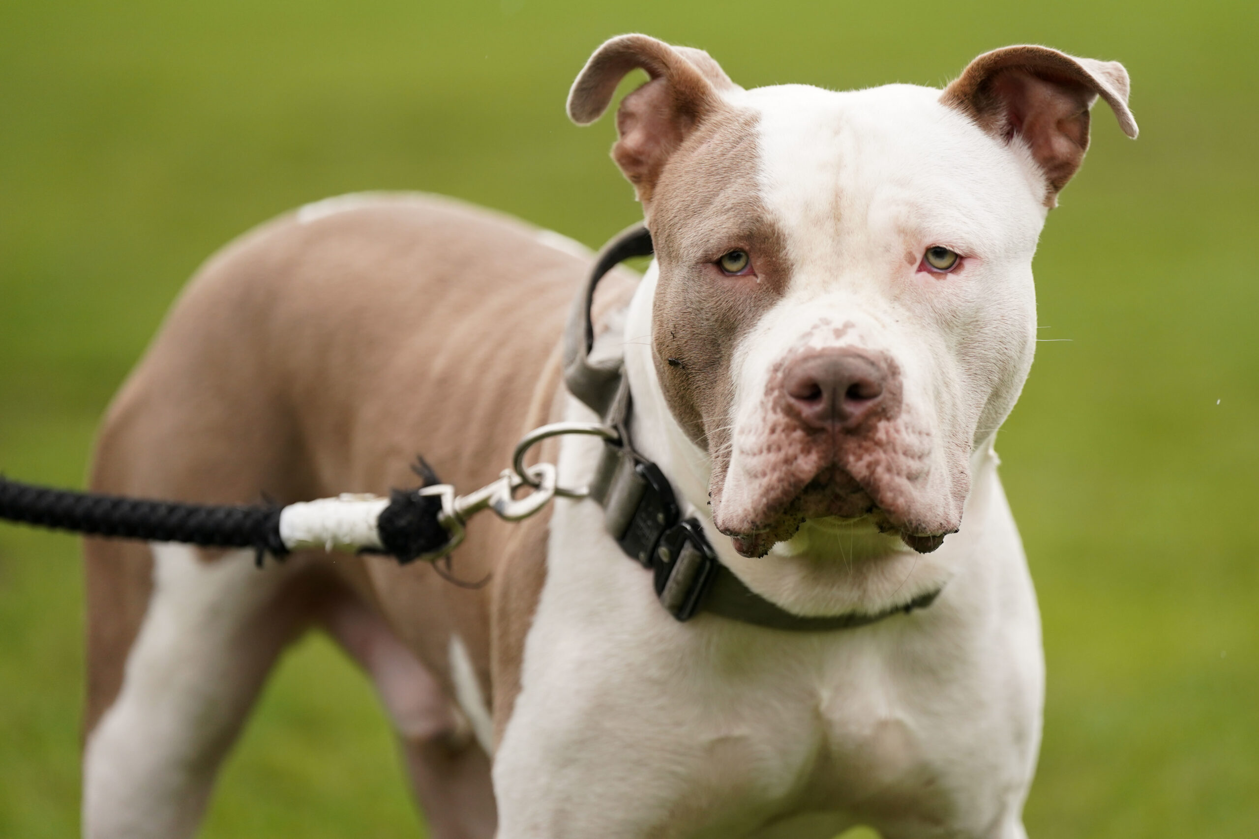 Die britische Regierung reagiert mit dem Verbot on XL Bullys auf mehrere tödliche Hundeangriffe.