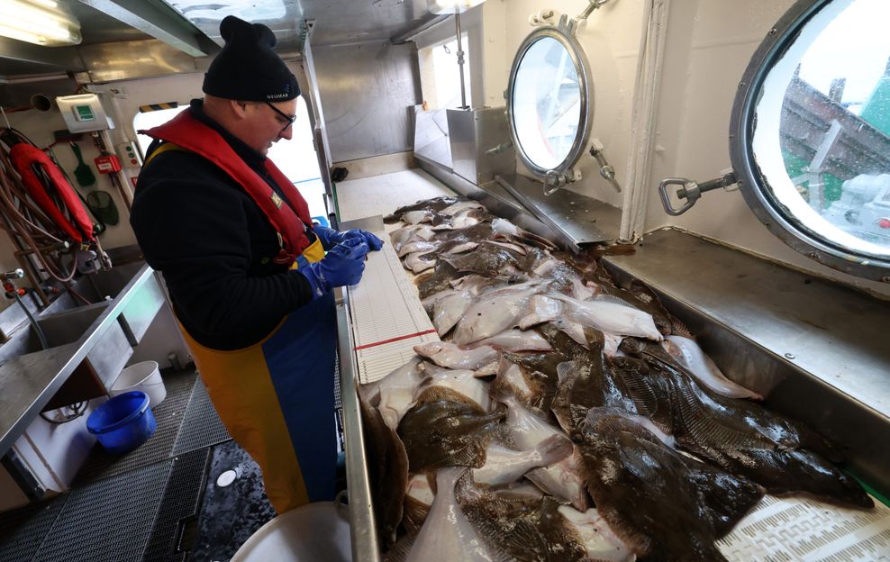 Fischer Mathias Labahn vermisst Plattfische.