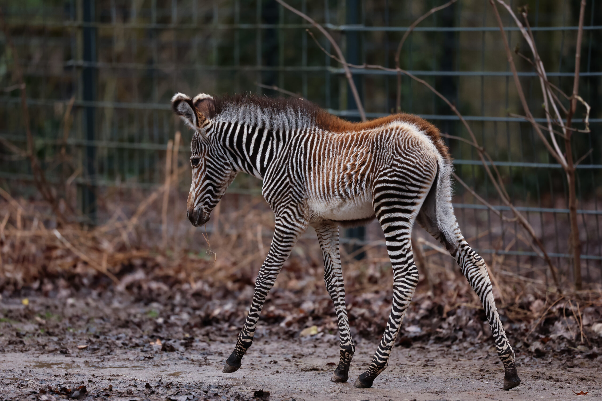 Zebra-Baby Lumi