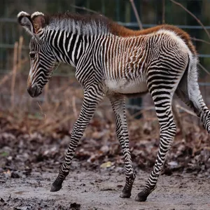Zebra-Baby Lumi