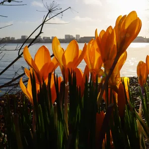 Krokusse am Ufer der Außenalster. Der Frühling kommt nach Hamburg.