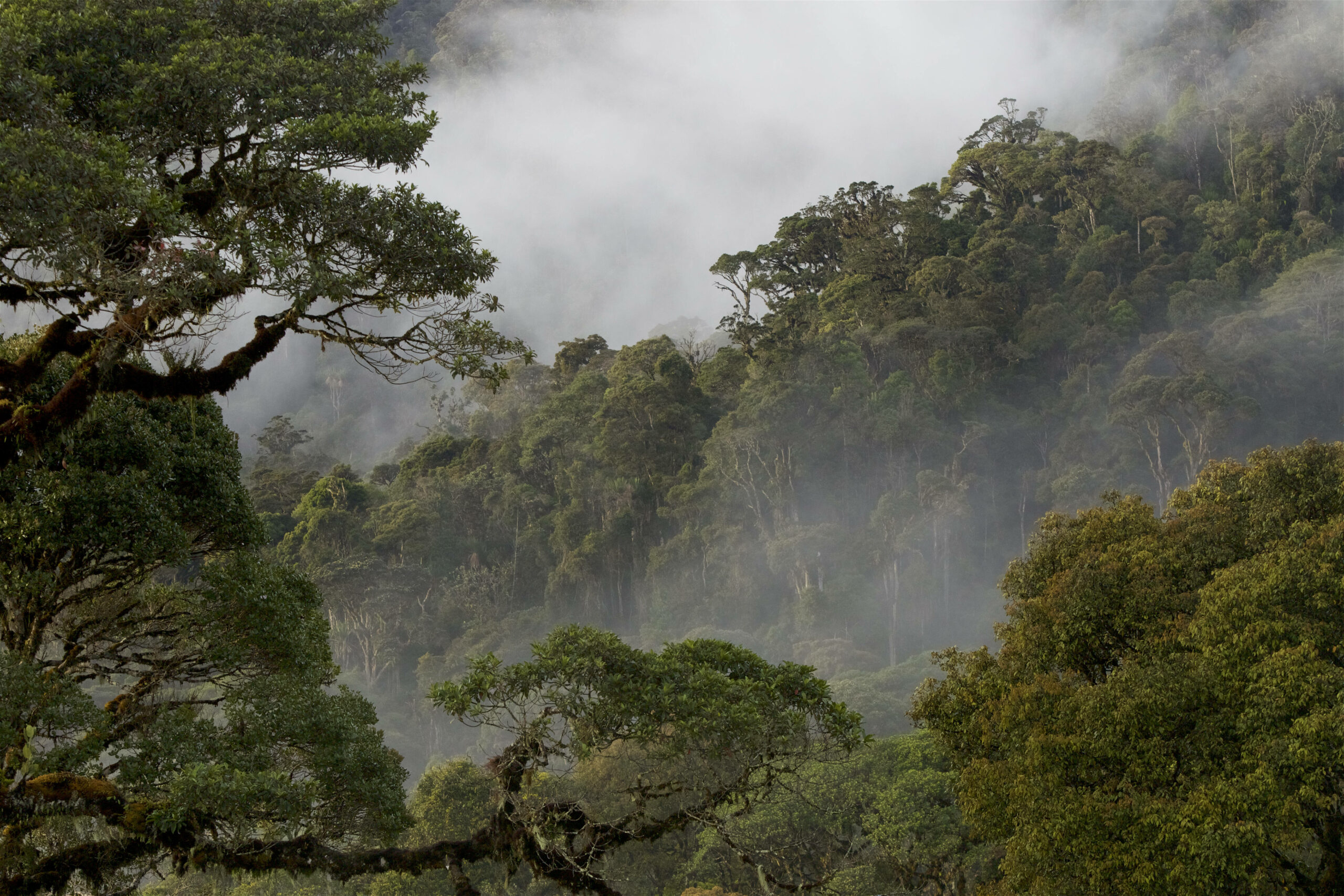 Tropenwald in Enga auf Papua-Neuguinea