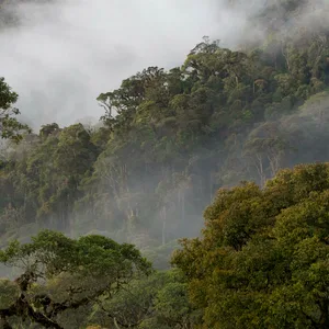 Tropenwald in Enga auf Papua-Neuguinea