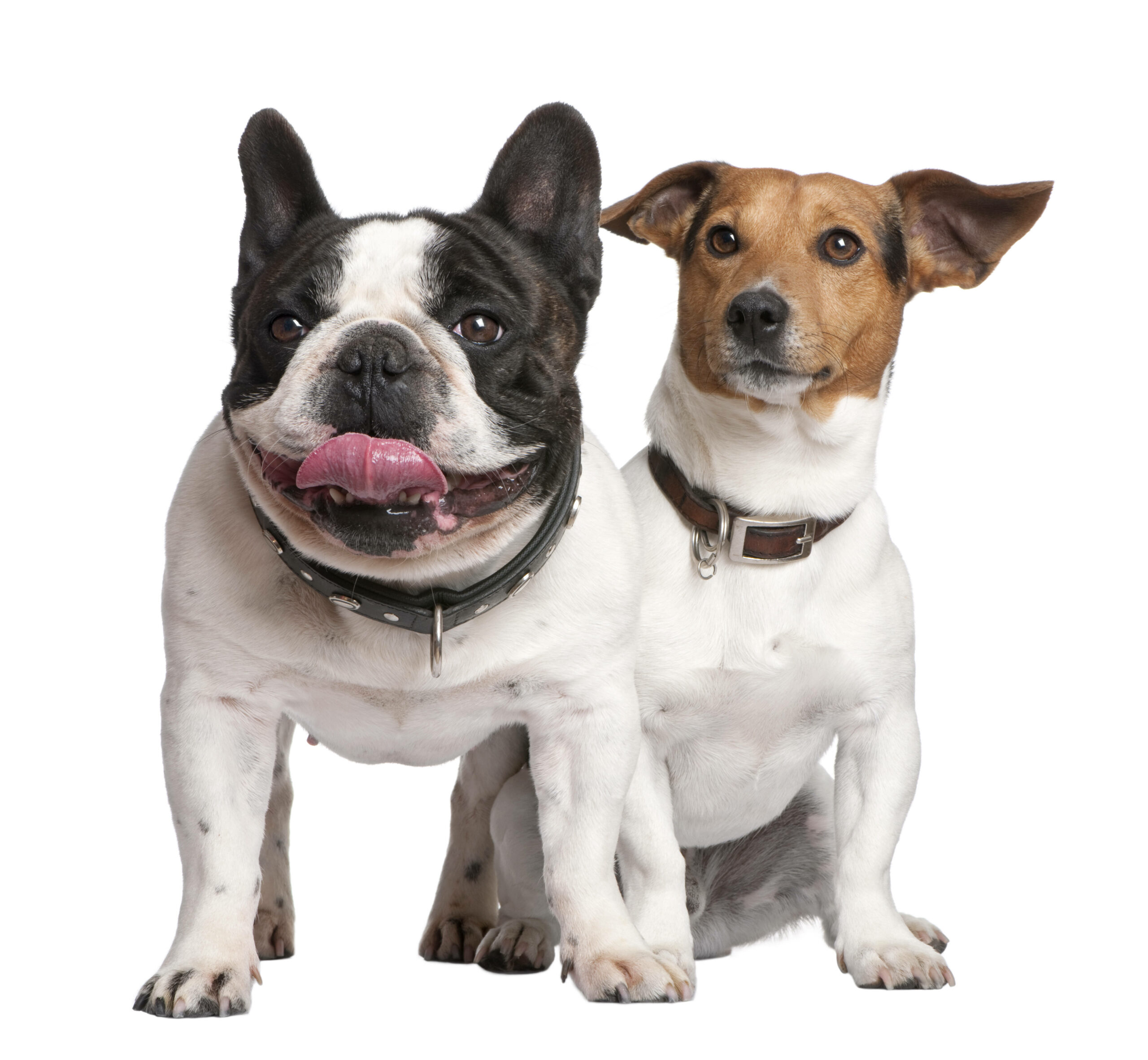 Wer, ich? Jack Russell Terrier (r.) gehören zu den langlebigsten Hunderassen – französische Bulldoggen eher nicht.