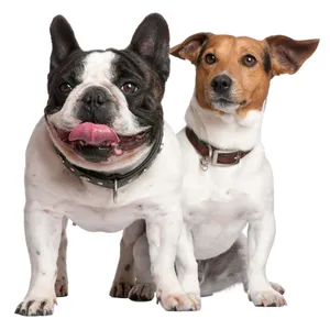 Wer, ich? Jack Russell Terrier (r.) gehören zu den langlebigsten Hunderassen – französische Bulldoggen eher nicht.