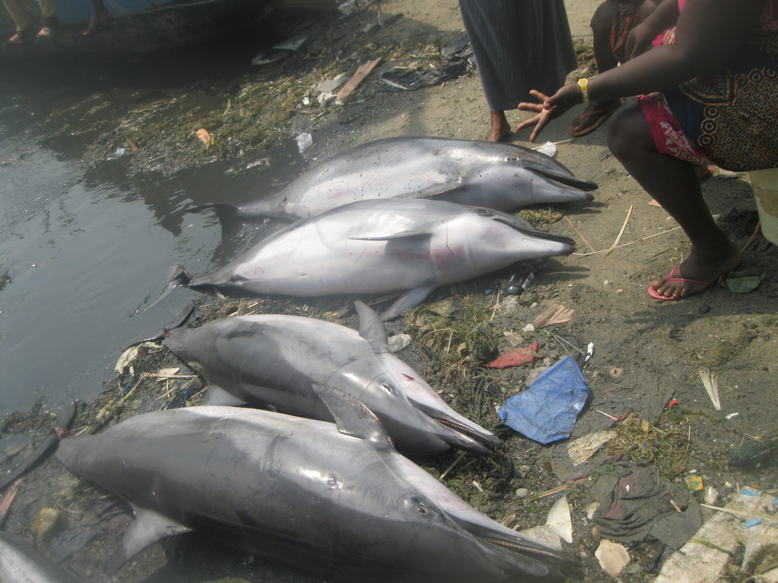 Mehrere getötete Clymene-Delfine liegen auf dem Boden.