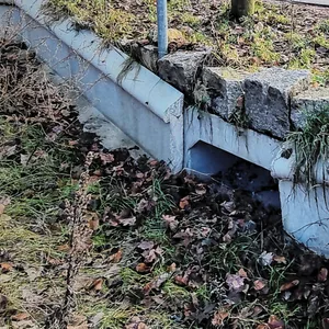 Durch den Tunnel am Falkensteiner Ufer sollen die Kröten sicher zu ihrem letzten verbliebenen Laichteich kommen.