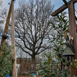 Hamburgs bester Baum? Diese Eiche an der Stresemannallee ist Teil der BUND-Baumführungen.