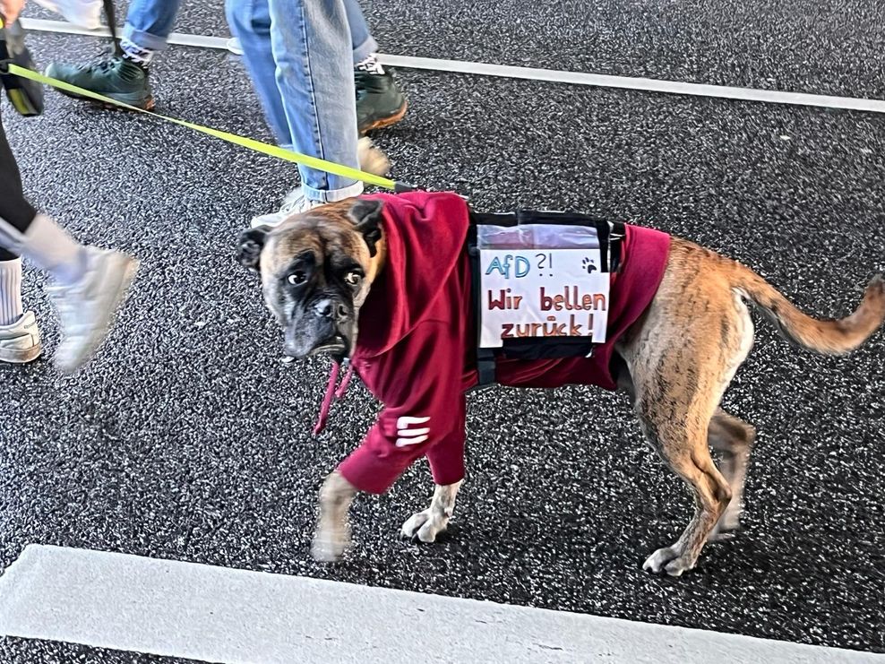 Dieser Hund hat so gar keinen Bock auf die AfD.