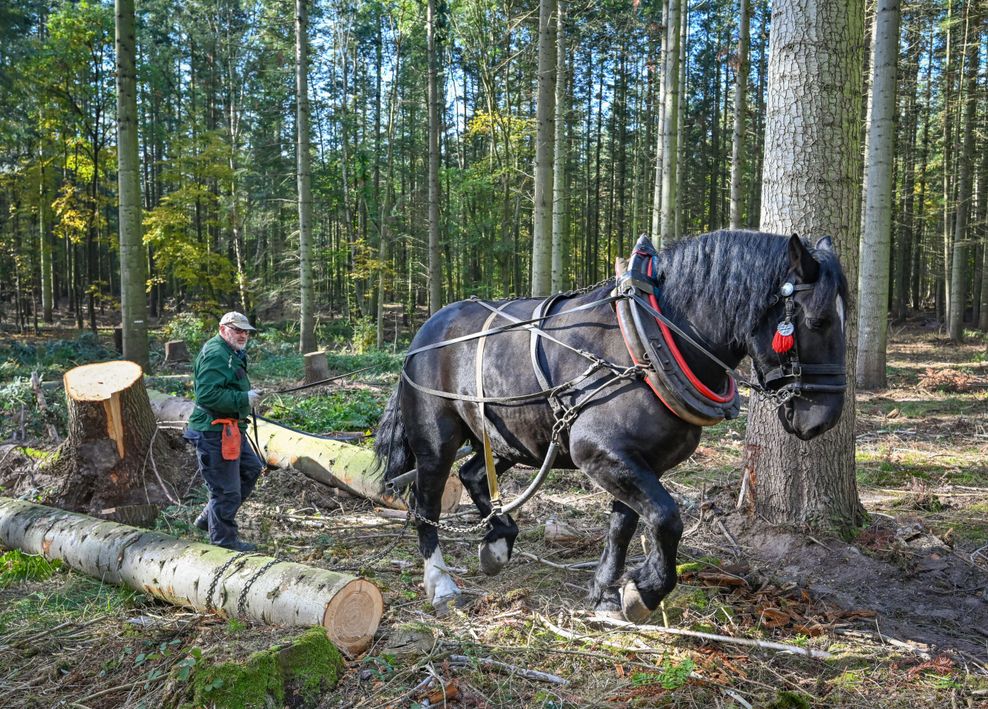 Waldarbeit mit dem Rückepferd