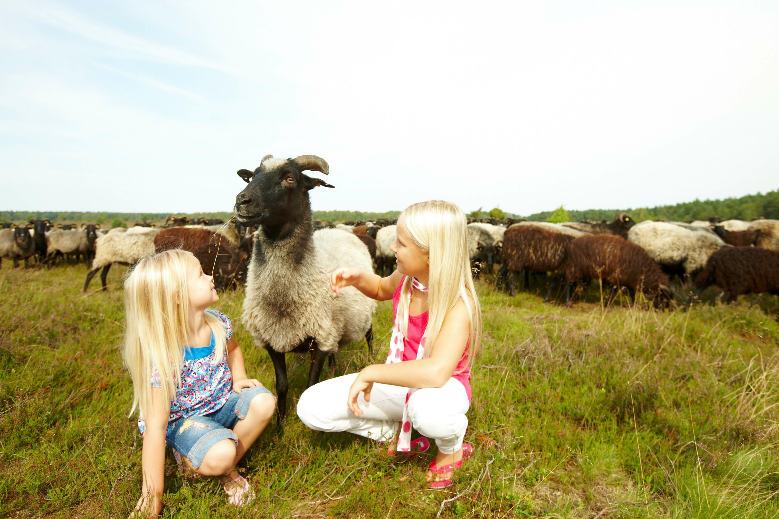 Eine Herde Heidschnucken, zwei kleine Mädchen sitzen vor einem Tier im Gras.