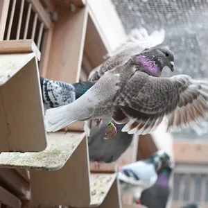 Eine Taube fliegt aus einem hölzernen Taubenhäuschen. Im Hintergrund Tauben.