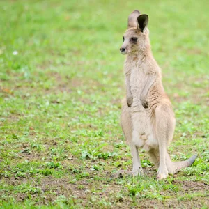 Känguru auf einer Wiese