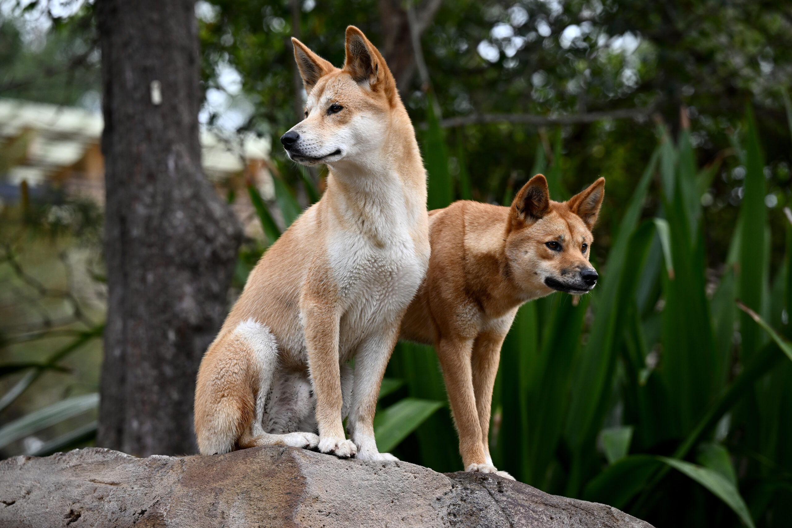 Zwei Dingos