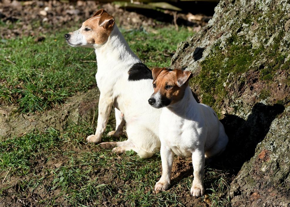 Zwei kleine, süße Jack Russel Terrier