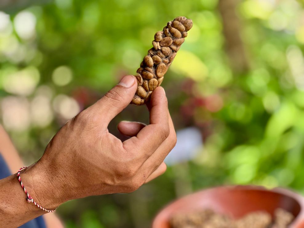 Eine Hand hält Kaffeebohnen für die Produktion von Luwak Coffee