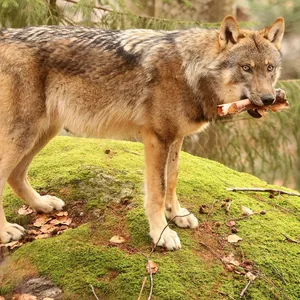 Wolfsattacke bei Hamburg: Zwei Schafe getötet – acht verletzt.