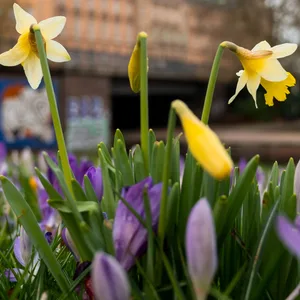 Blühende Narzissen und Krokusse stehen im Park Planten un Blomen.