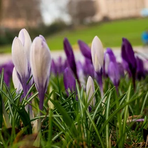 Krokusse stehen im Park Planten un Blomen.