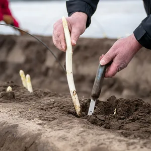 Mann sticht Spargel auf einem beheizten Feld
