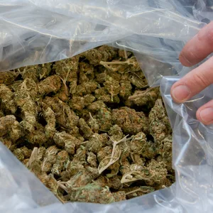 Insgesamt 15 Kilo Marihuana und rund 1000 Tabletten fand die Polizei bei den mutmaßlichen Dealern (Symbolbild).