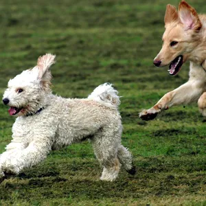 Zwei Hunde laufen spielend über eine Wiese.