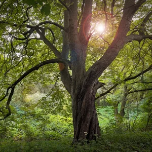 Eine Esche im Wald