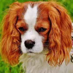 Hund