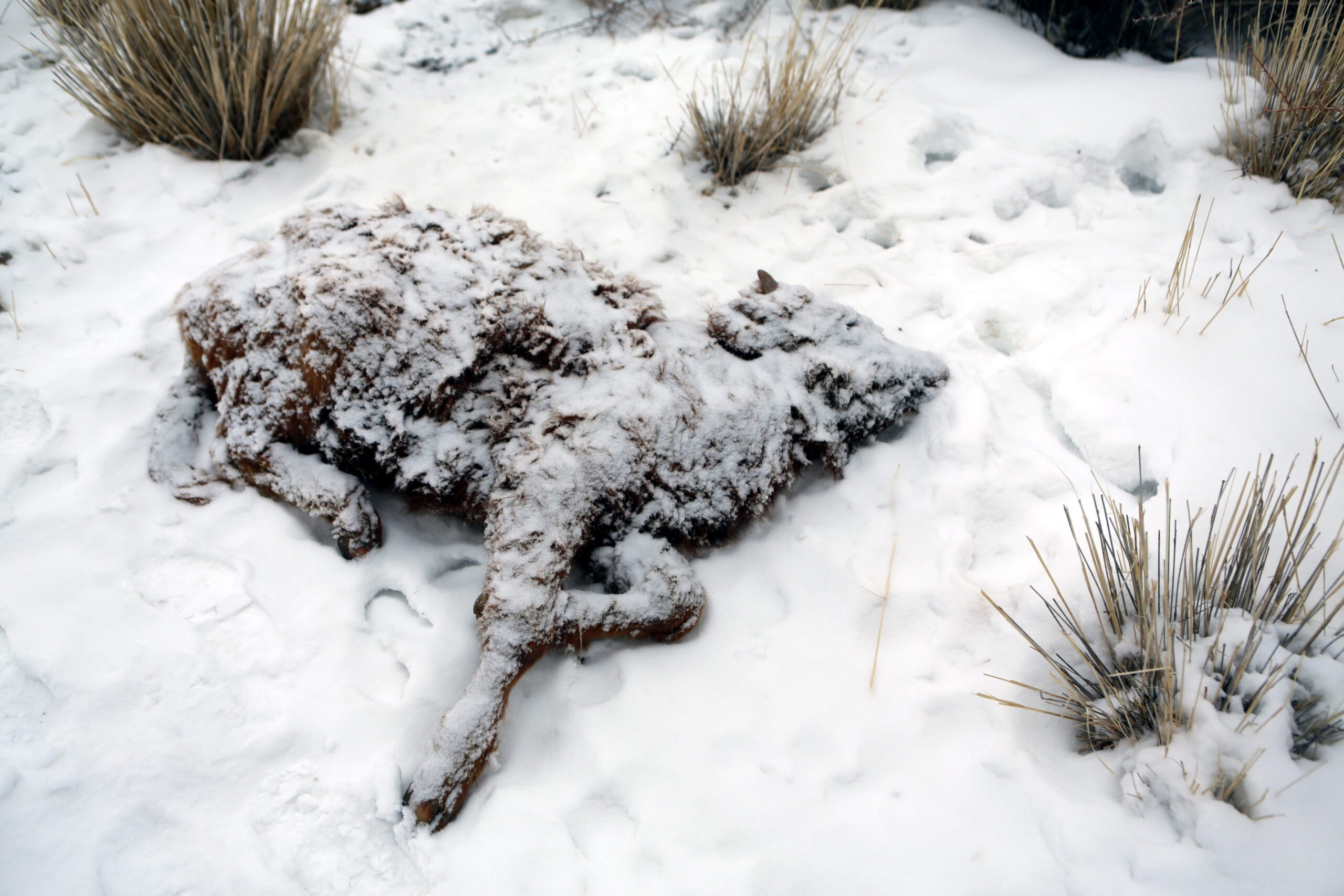 Ein extremer Wintereinbruch in der Mongolei hat dafür gesorgt, dass Millionen Nutztiere sterben (Archivbild).