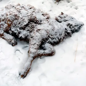 Ein extremer Wintereinbruch in der Mongolei hat dafür gesorgt, dass Millionen Nutztiere sterben (Archivbild).