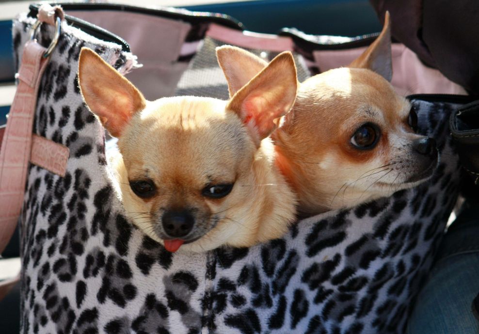 Chihuahuas in Handtasche