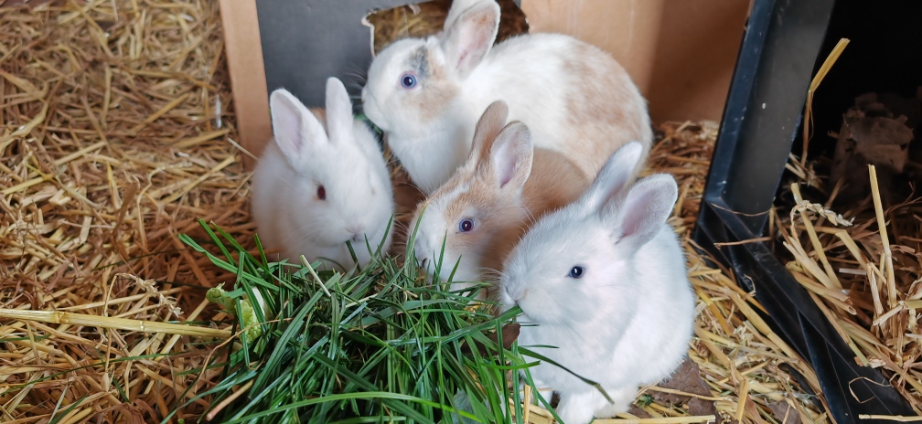 Tierquäler nahe Hamburg: Acht Kaninchen bei eisiger Kälter in Pölitz ausgesetzt