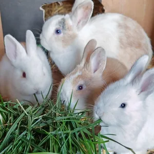 Tierquäler nahe Hamburg: Acht Kaninchen bei eisiger Kälter in Pölitz ausgesetzt