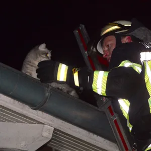 Feuerwehr Dach Kater