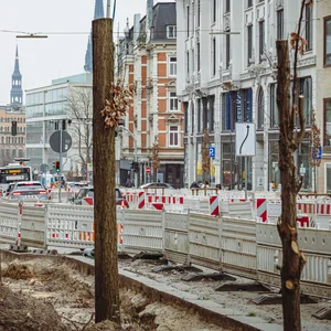 Von den Säuleneichen an der Kaiser-Wilhelm-Straße stehen nur noch abgesägte Stämme.