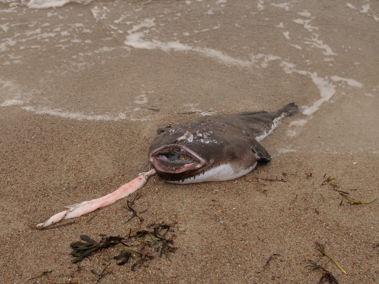 Ein toter Anglerfisch oder Seeteufel am Eckernförder Strand