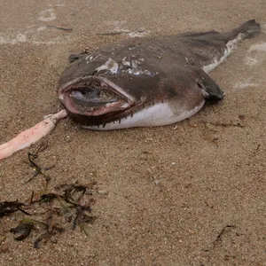 Ein toter Anglerfisch oder Seeteufel am Eckernförder Strand