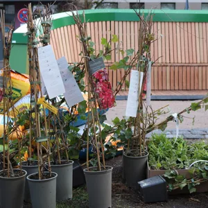 Die Riesenbank „Urban Alcove“ wird derzeit in Ottensen erprobt – als multifunktionales Stadtmöbel samt Begrünung.