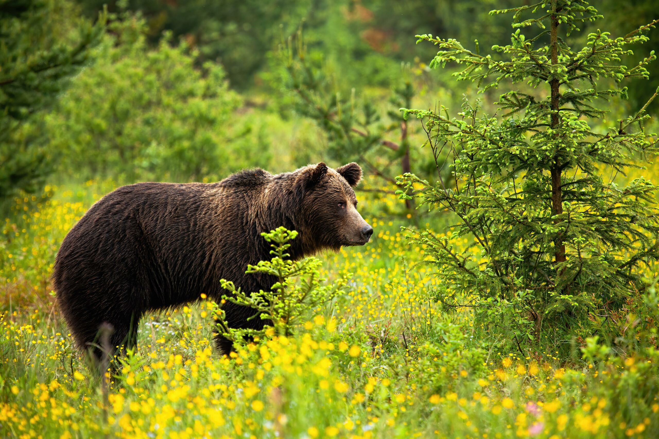 Ein Bär hat in der Slowakei einen Wanderer und einen Pilzsucher angegriffen.