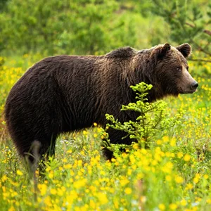 Ein Bär hat in der Slowakei einen Wanderer und einen Pilzsucher angegriffen.