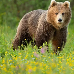 Ein Braunbär steht auf einer Wiese.