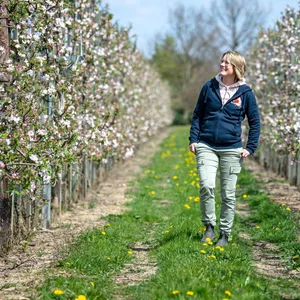 Apfelblüte im Alten Land